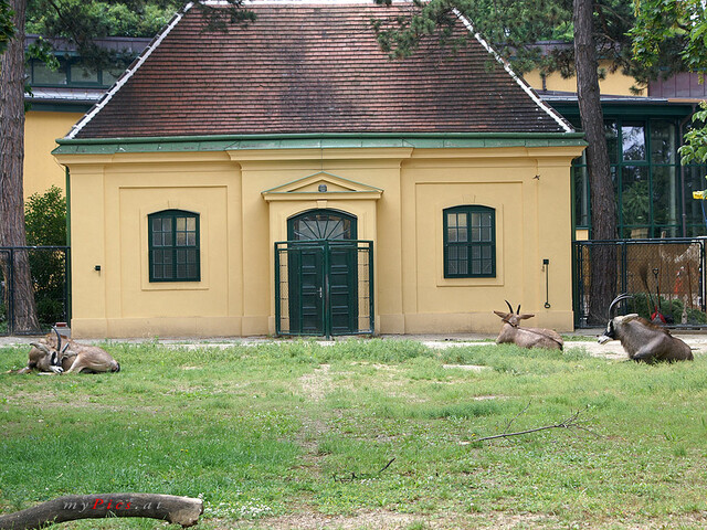 Elenantilope im Fotoalbum Tiergarten Schönbrunn & Schloss Schönbrunn Fotos
