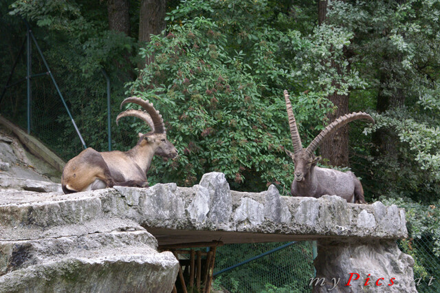 Alpensteinböcke im Fotoalbum Zoo Salzburg (Hellbrunn)