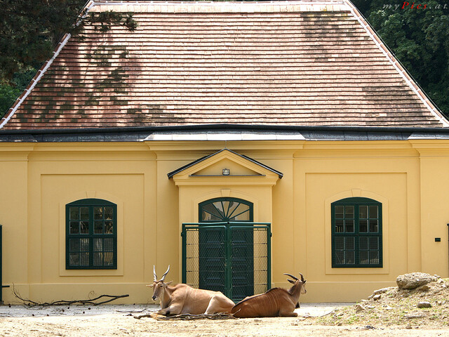 Pferdeantilope im Fotoalbum Tiergarten Schönbrunn & Schloss Schönbrunn Fotos