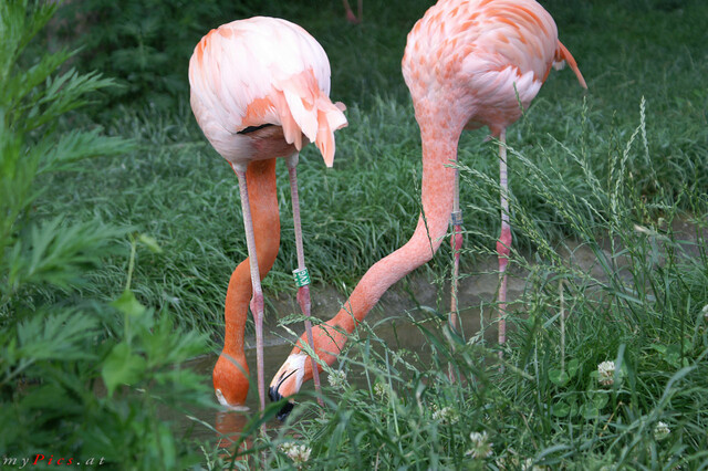 Rosa Flamingos im Fotoalbum Tiergarten Schönbrunn & Schloss Schönbrunn Fotos