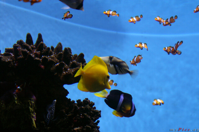 Nemo Aquarium Fische im Fotoalbum L ' Aquarium de Barcelona